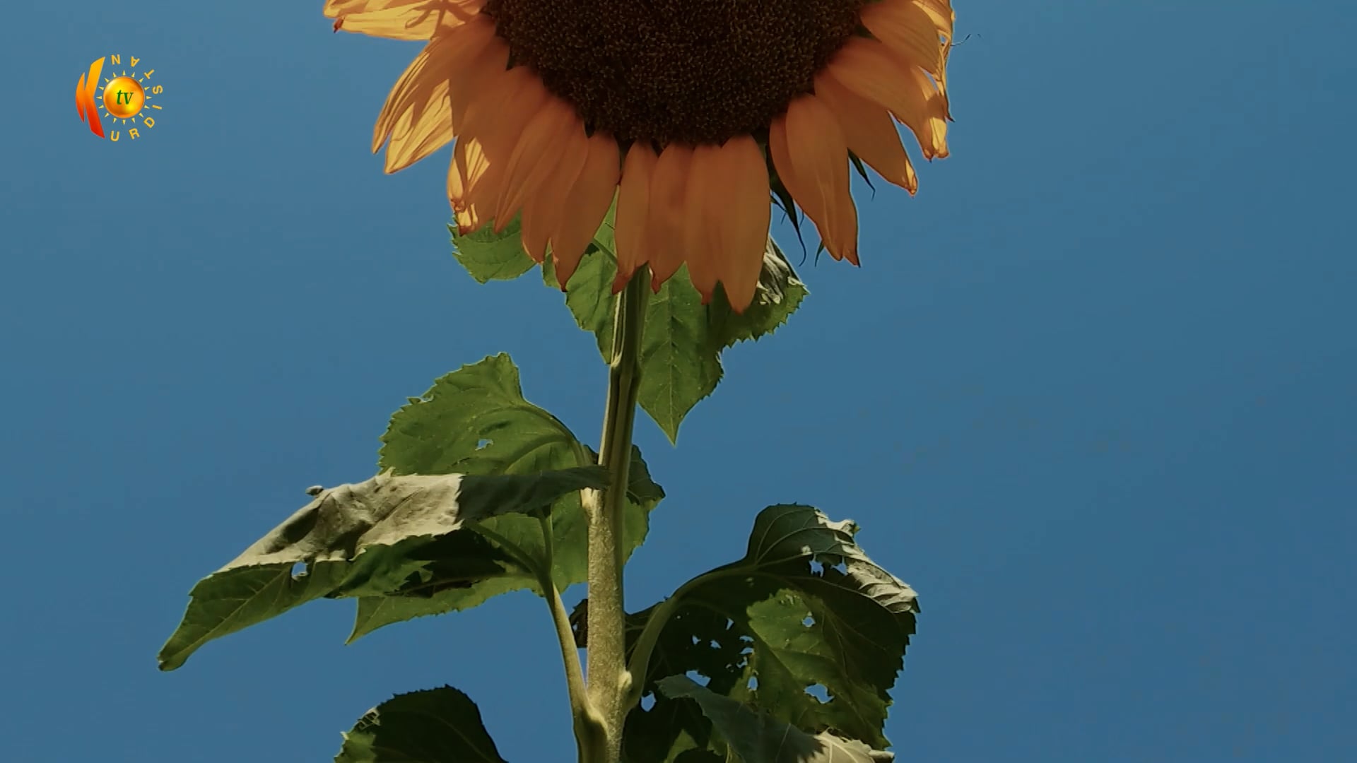 شنەبای گوڵەبەرۆژە