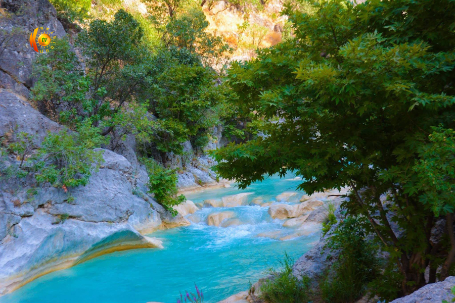 گەلی شێرانە