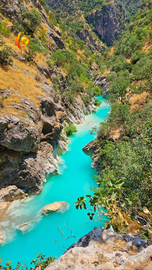 گەلی شێرانە