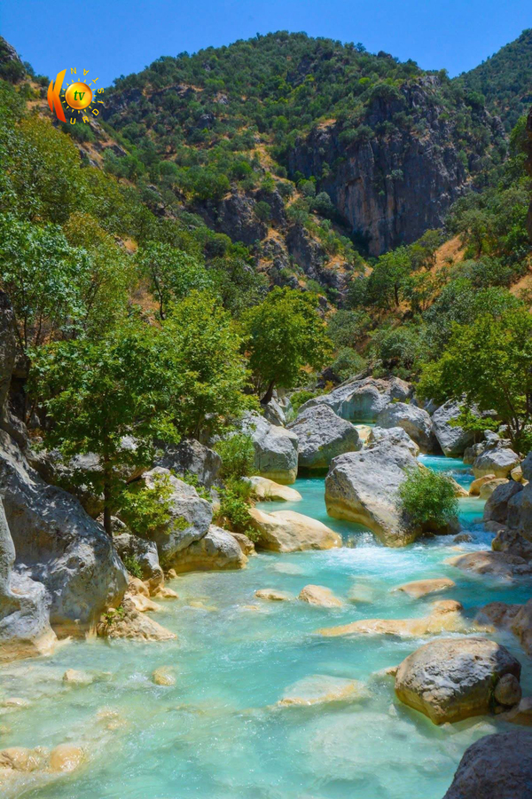 گەلی شێرانە