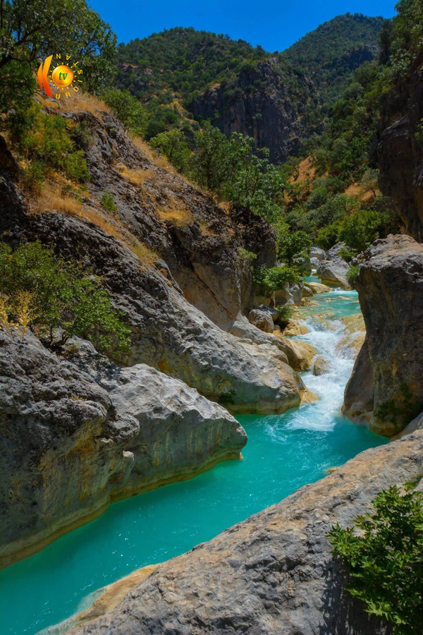 گەلی شێرانە