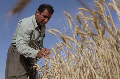 لە قوشتەپە کارگەیەکی خۆماڵی گەنمی جووتیاران وەردەگرێت