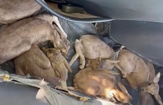 تۆمەتبارێک لهسهر ڕاوکردنی بێچووە ئاسکەکانی گەرمیان دەستگیرکرا
