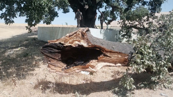 لە سلێمانی لێکۆڵینەوە لە شکانی لقی داربەڕوویەکی 400 ساڵە دەکرێت