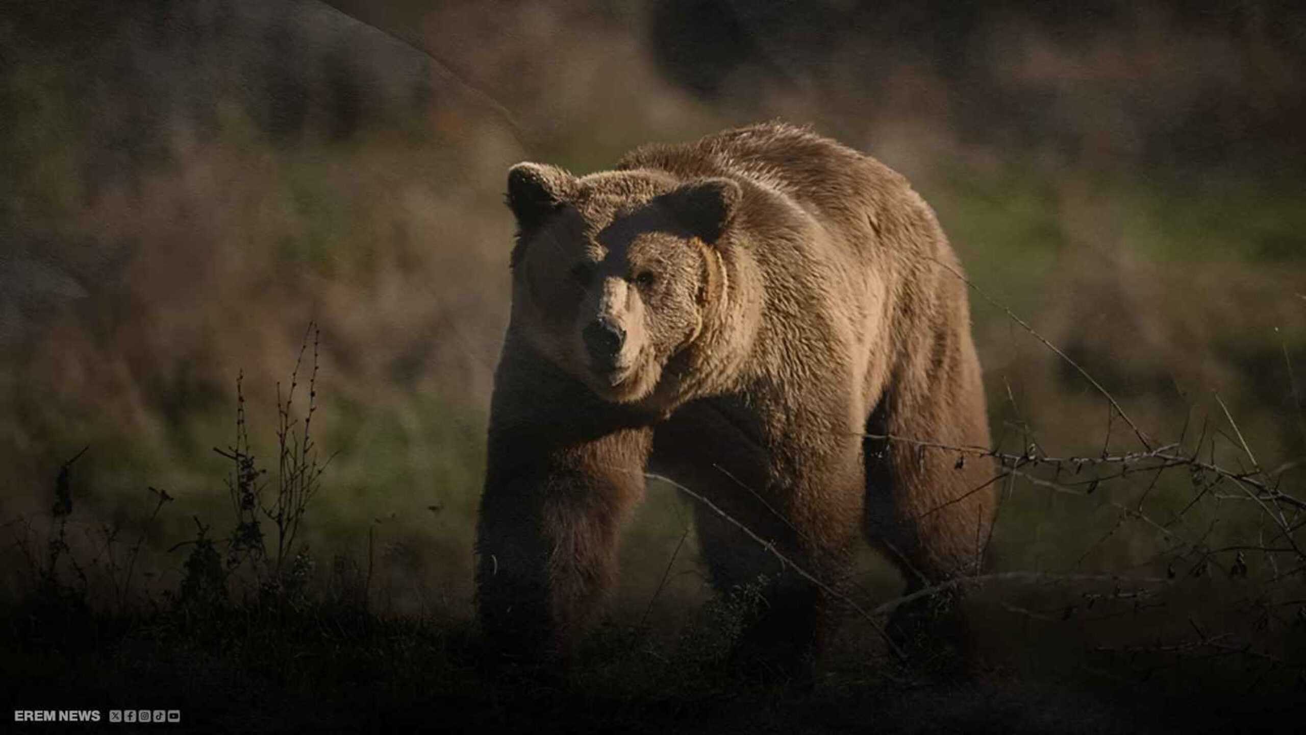 بۆهۆی سپرای ورچەوە لە ژاپۆن پێنج کەس رەوانەی نەخۆشخانە کران