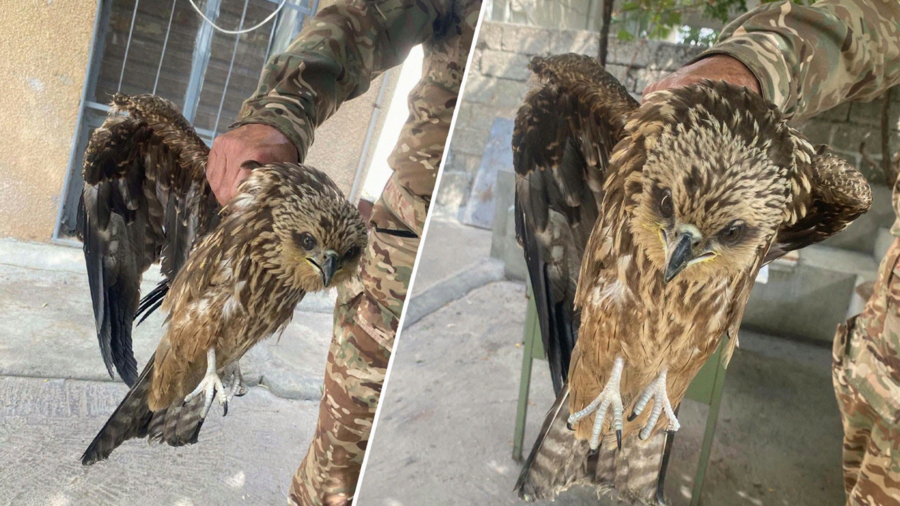 لە پیرەمەگروون هاووڵاتییەک بە تۆمەتی ڕاوکردن و بەخێوکردنی "هەڵۆ" دەستگیرکرا
